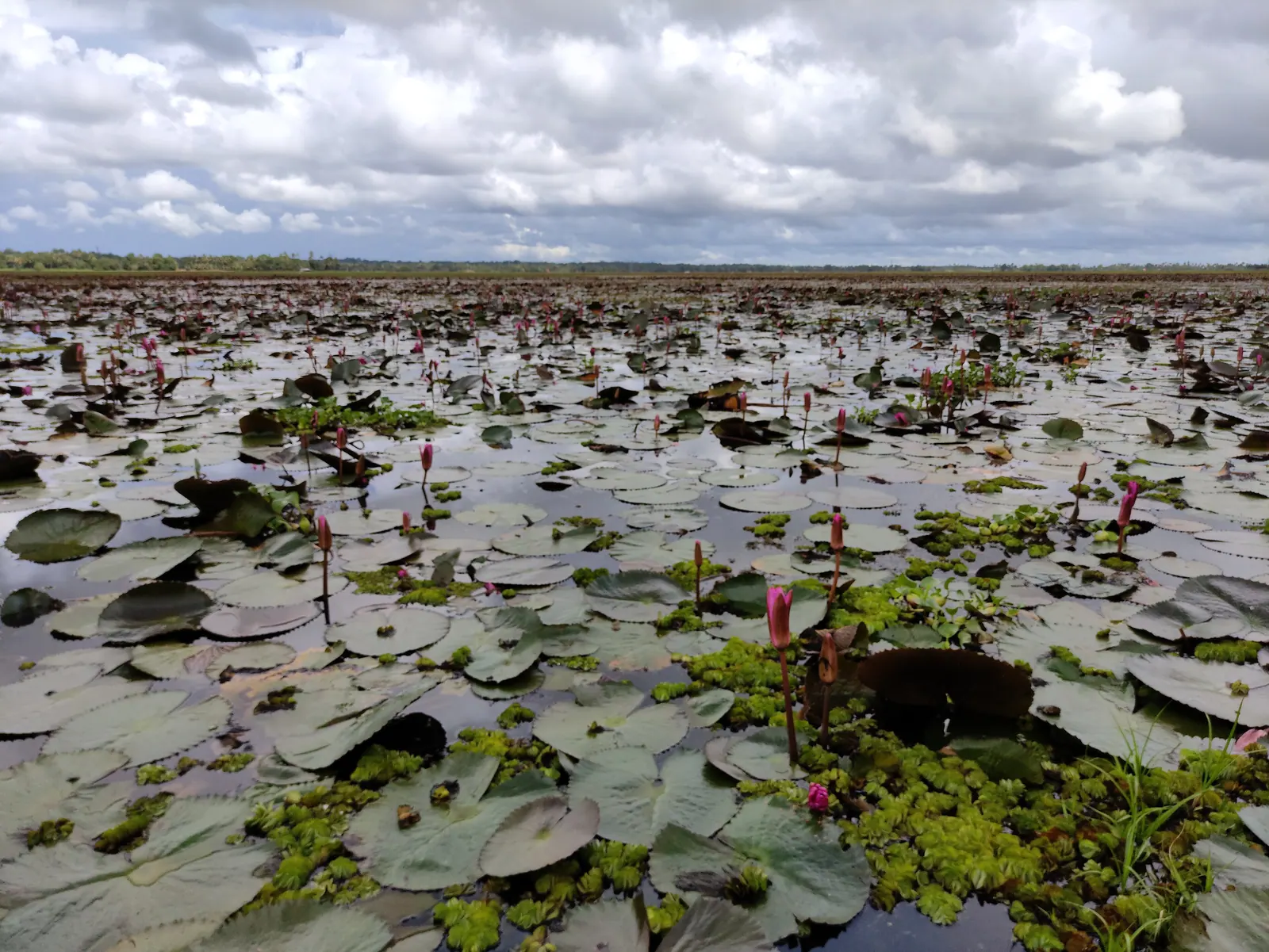 Water lilies flowering across a flooded field at Malarikkal in Kottayam district