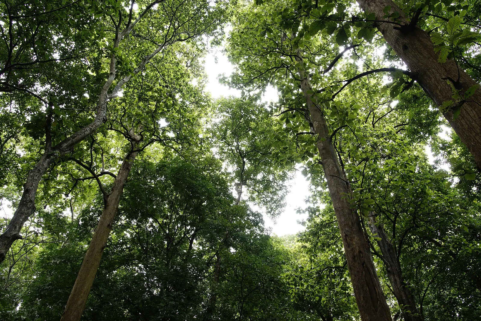 Nilambur, Malappuram