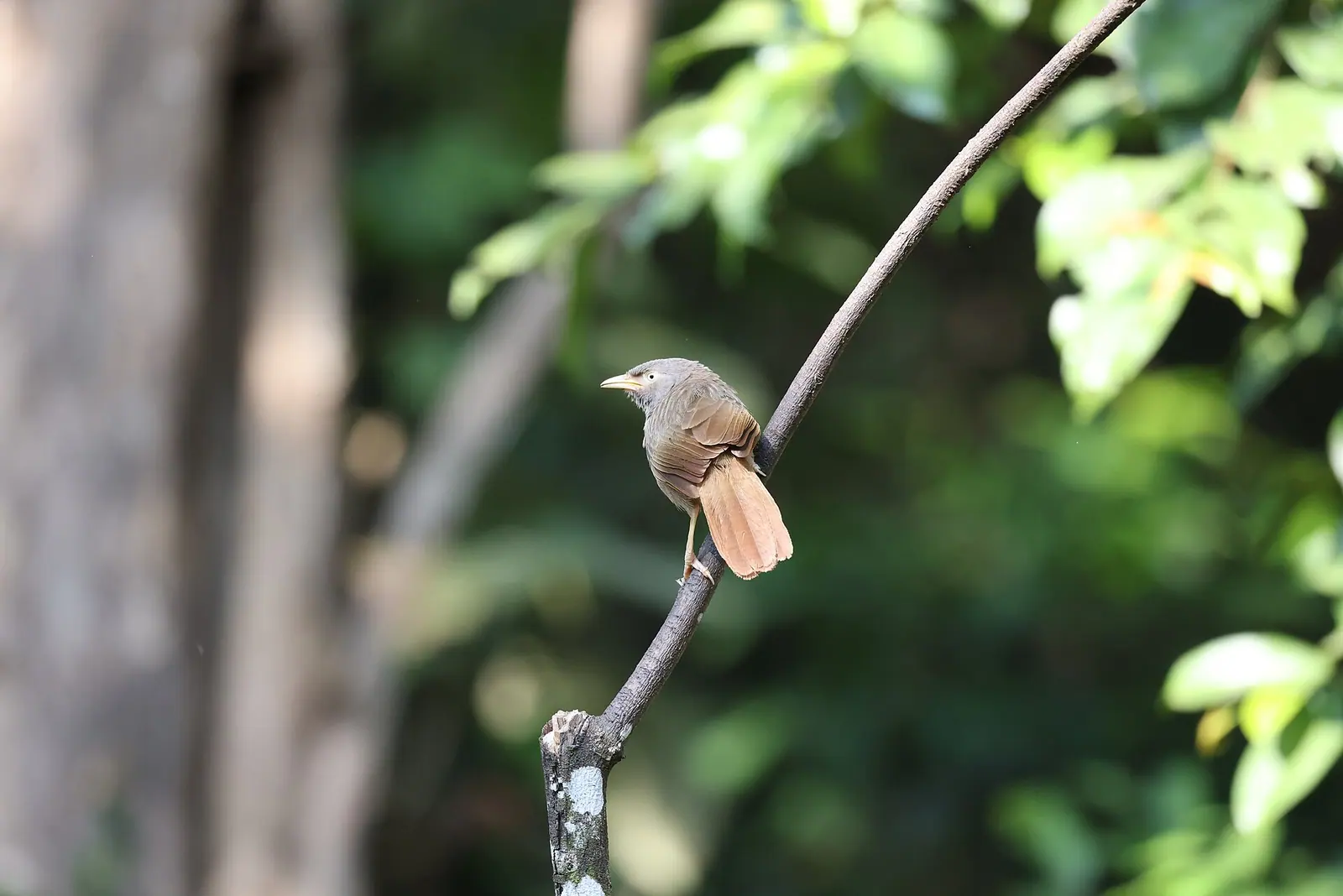 Thattekad Bird Sanctuary, Ernakulam